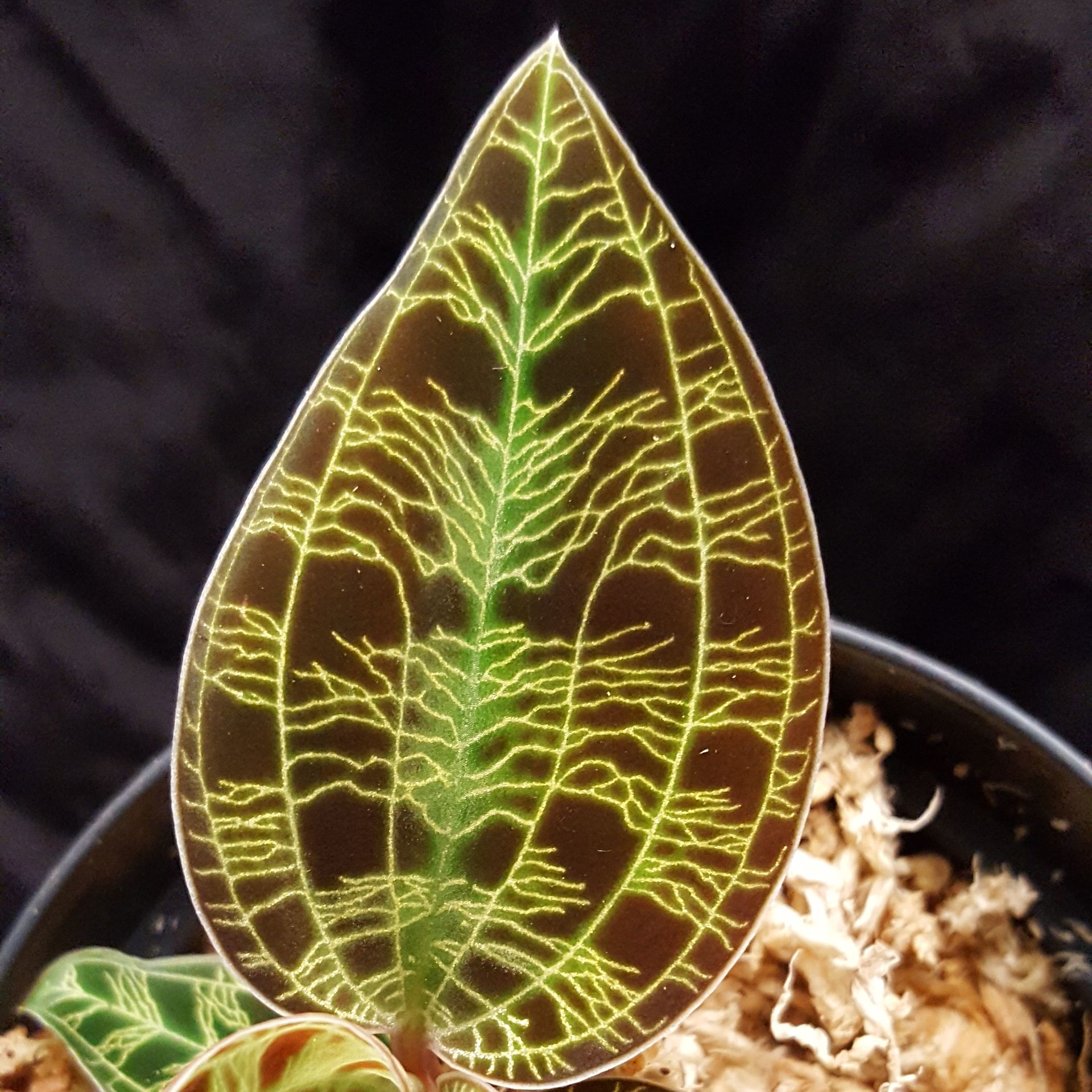 jewel orchid Macodes 'Exotic Jungle' at best price